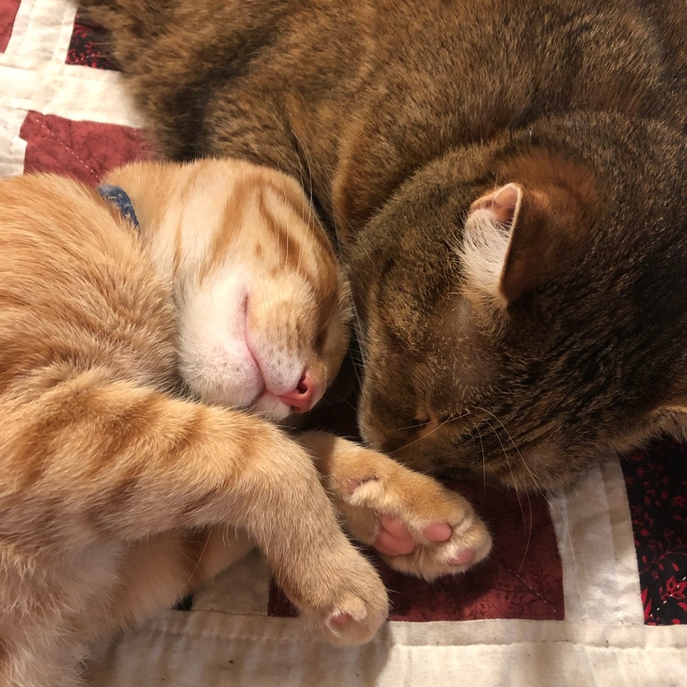 Meet Lucy and Murphy!